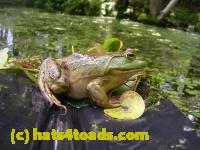 /home//u458753944/public_html/sourcegallery//Frogs/More bullfrogs/DSCN4293.JPG